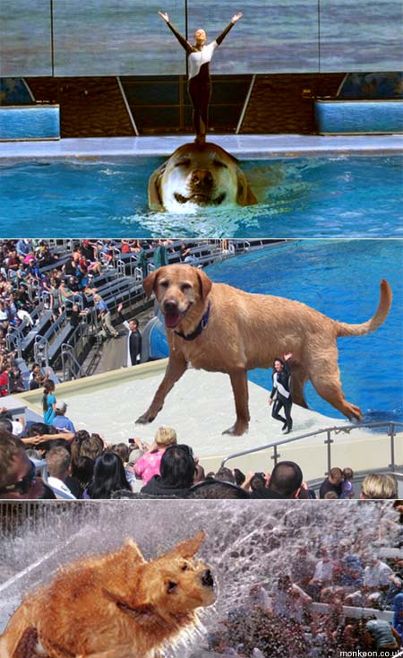The Biggest Dog In The Sea World