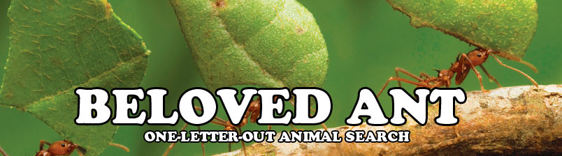 Beloved Ant : One-Letter-Typo Animal Detector