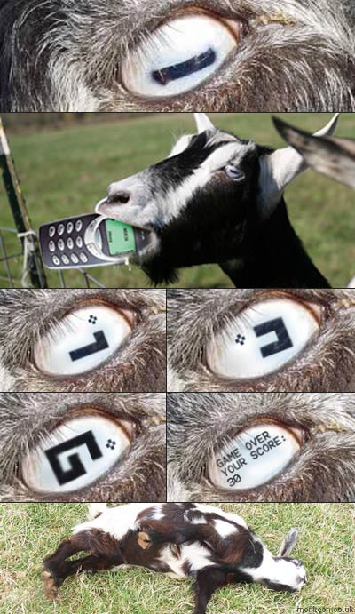 Nokia Goat