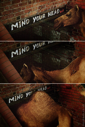 Mind Your Head