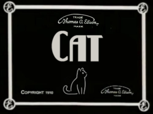 cat