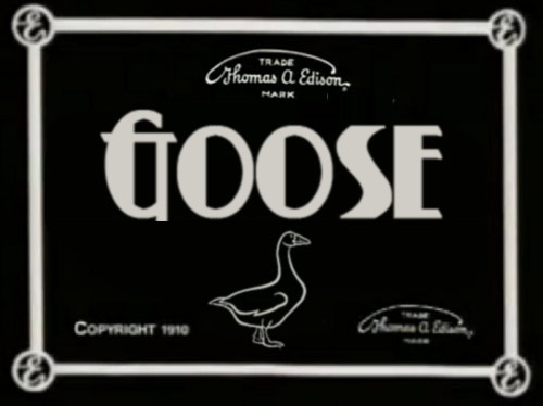 geese