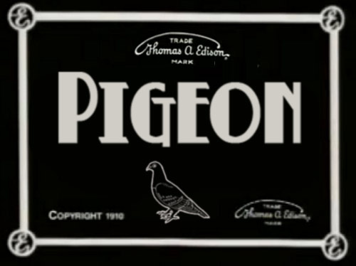 pigeons