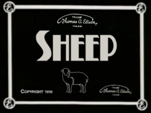 sheep